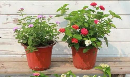 迪拜爆料网赌视频大全最新,揭秘网络赌博的黑暗面  第2张